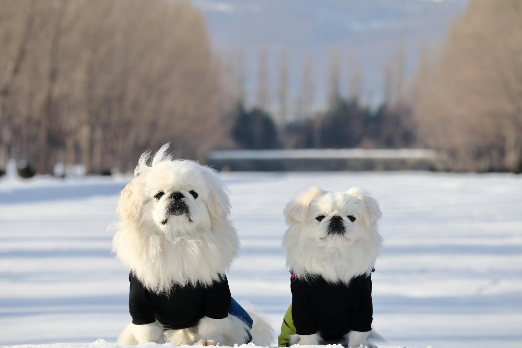 ペキニーズは男の子・女の子で性格が違う？性別での性格傾向